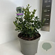 Sarcococca ruscifolia 25-30 cm 5,0L