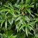 Sarcococca saligna 20-25 cm 2,0L