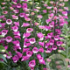 Digitalis 'Lucas' GM P9