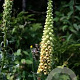 Digitalis ferr. 'Gigantea' GM P9
