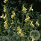 Digitalis grandiflora GM P9