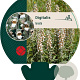 Digitalis lanata GM P9