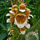 Digitalis lanata GM P9