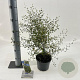 Sophora 'Little Baby' 25-30 cm 2,0L