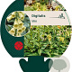 Digitalis lutea GM P9