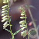 Digitalis lutea GM P9