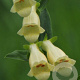 Digitalis lutea GM P9