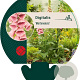Digitalis 'Mertonensis' GM P9