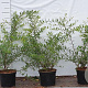 Spiraea cinerea 'Grefsheim' 40-60 cm 2,0L