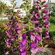 Digitalis purpurea 'Rosea' GM P9