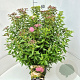 Spiraea jap. 'Genpei' 50-60 cm 20L