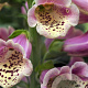 Digitalis purp. 'Gloxiniiflora' GM P9