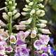 Digitalis purp. 'Gloxiniiflora' GM P9