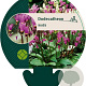 Dodecatheon meadia GM P9