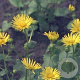 Doronicum orientale GM P9