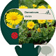 Doronicum orientale GM P9