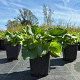 Doronicum orientale GM P9
