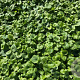Doronicum orientale GM P9