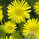 Doronicum or. 'Little Leo' GM P9