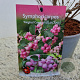 Symphoricarpos Magical Candy 30-40 cm 2,5L