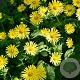 Doronicum plant. 'Excelsum' GM P9