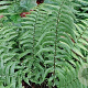 Dryopteris affinis GM P9