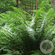Dryopteris affinis GM P9