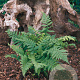 Dryopteris affinis GM P9
