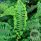 Dryopteris affinis 'Cristata The King' GM P9