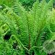 Dryopteris af. 'Pinderi' GM P9