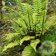 Dryopteris atrata GM P9