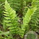 Dryopteris cristata GM P9