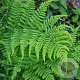 Dryopteris dilatata GM P9