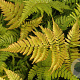 Dryopteris erythrosora prolifica GM P9