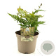 Dryopteris erythrosora prolifica GM P9