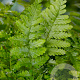Dryopteris filix-mas GM P9
