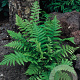 Dryopteris filix-mas GM P9
