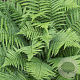 Dryopteris filix-mas GM P9