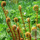 Dryopteris filix-mas GM P9