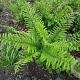 Dryopteris filix-mas GM P9