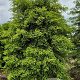 Taxodium distichum 300-325 cm draadkluit extra