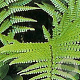 Dryopteris wallichiana GM P9