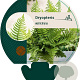 Dryopteris wallichiana GM P9