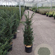 Taxus baccata 100-125 cm 15L