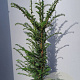 Taxus baccata 100-125 cm 15L