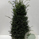 Taxus baccata 120-140 cm met kluit extra