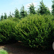 Taxus baccata 170-180 cm draadkluit bol