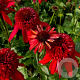 Echinacea 'Eccentric' GM P9