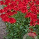 Echinacea 'Eccentric' GM P9