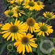 Echinacea 'Golden Skipper' GM P9